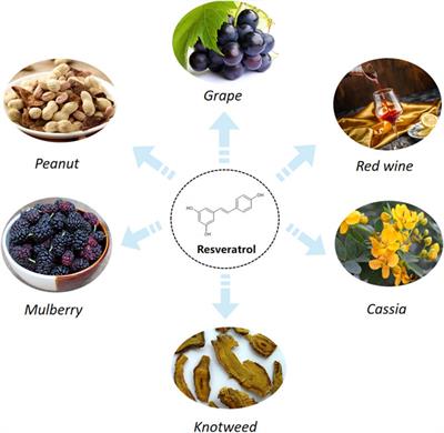 Antioxidant and neuroprotective actions of resveratrol in cerebrovascular diseases